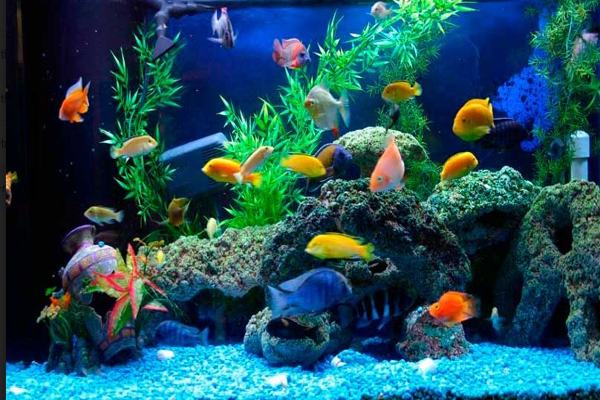 Số lượng cá trong bể có ý nghĩa khác nhau