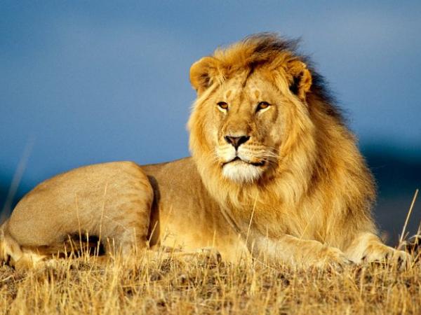 Nằm mơ thấy sư tử đánh con gì có ý nghĩa gì trong cuộc sống