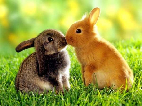 Con thỏ số mấy? Mơ thấy con thỏ điềm lành hay gở?