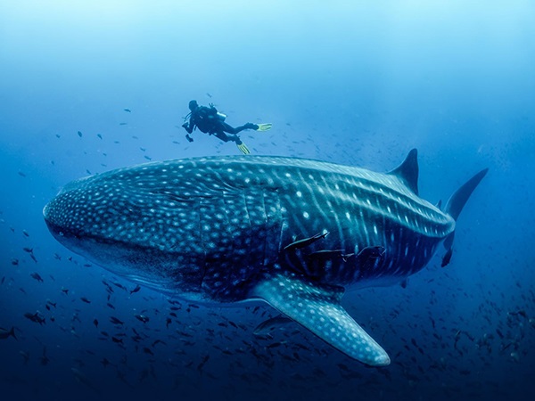 Mơ thấy cá lớn đánh con gì chuẩn xác, ý nghĩa giấc mộng?