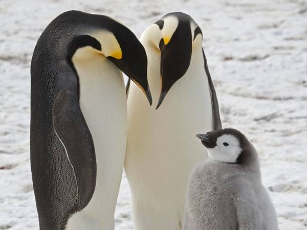 Nằm mơ chim cánh cụt đánh số mấy giúp bạn trúng số độc đắc