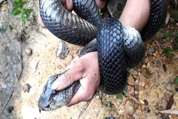 Mơ thấy bắt rắn hổ mang, bắt được rắn vàng có điềm gì Mơ thấy bắt rắn hổ mang, bắt được rắn vàng có điềm gì