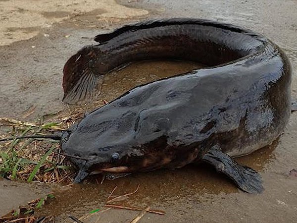 Nằm mơ thấy cá trê đen là điềm gì, con gì may mắn nhất?