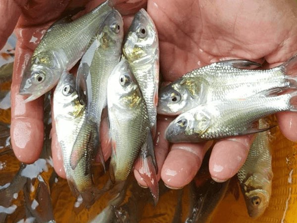 Nằm mơ thấy bắt được nhiều cá là điềm gì, hên hay xui?