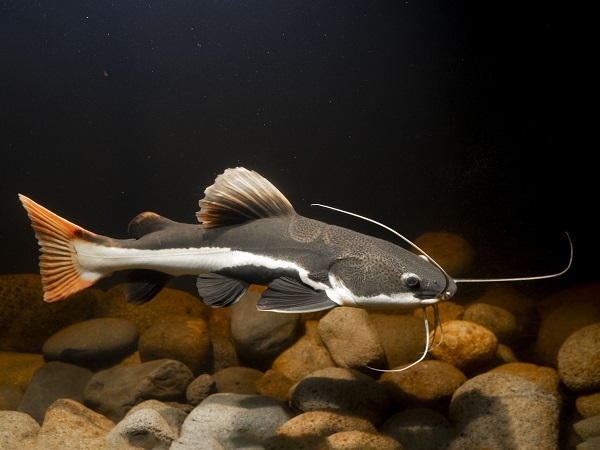 Giải mã nằm mơ thấy cá trê đánh con gì trúng thưởng?