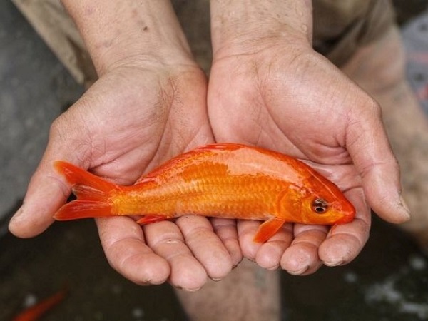 Lý giải ý nghĩa nằm mơ thấy cá chép vàng là điềm báo gì?