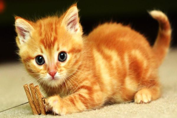 Nằm mơ thấy mèo vàng là điềm gì may mắn hay xui xẻo Nằm mơ thấy mèo vàng là điềm gì may mắn hay xui xẻo